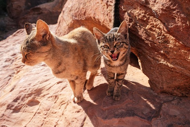 2 Days Tour | Petra, Wadi Rum & Dead Sea | Accommodation included - Is $760 per person good value?