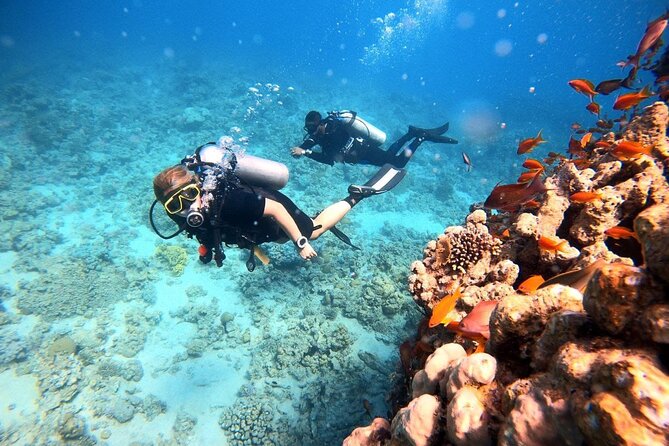 2-Hour Private Scuba Experience in Aqaba - Coral, fish, and Aqaba’s unusual wrecks