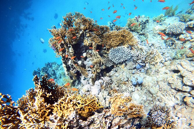 2-Hour Private Scuba Experience in Aqaba - A private session for first-time participants