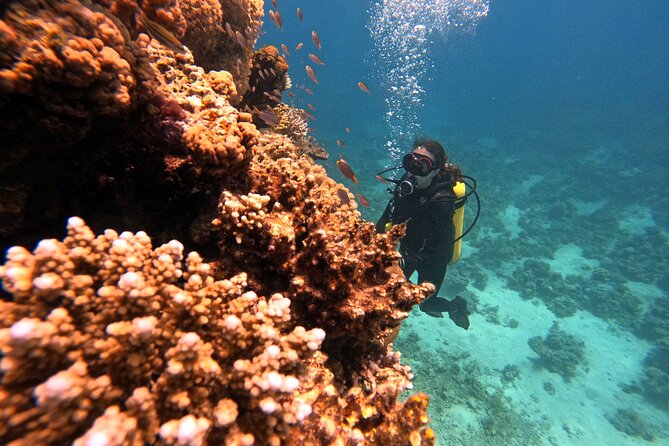 2-Hour Private Scuba Experience in Aqaba - Photos and videos after the session