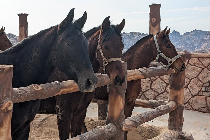 2 Hour Trail Ride to Little Petra-Morning or Sunset - Starting at Mountain Horse Stables near Little Petra