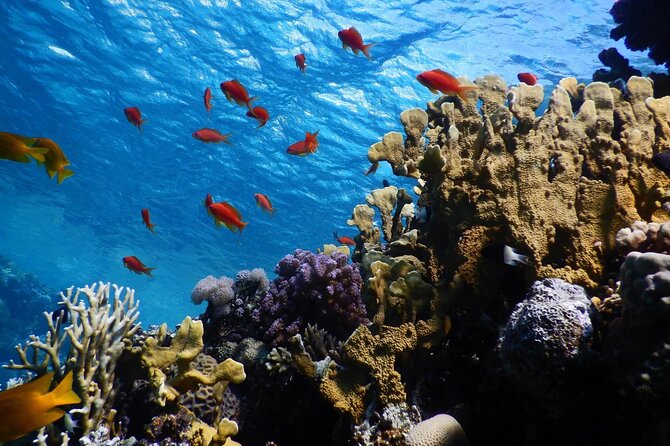 2 To 5 Hours Glass Bottom Boat Private Tour At Read Sea - How the private format changes the day