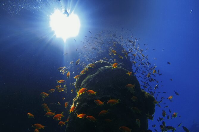 3-Day Open Water Scuba Diving Course in Aqaba - Transport, timing, and the small details