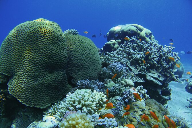 3-Day Open Water Scuba Diving Course in Aqaba - Day two: turning practice into confidence