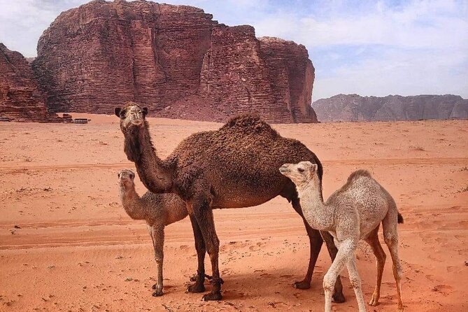4-Days Tour of Jerash, Petra, Wadi Rum & Dead Sea from Amman - What the $450 price includes, and what it may not