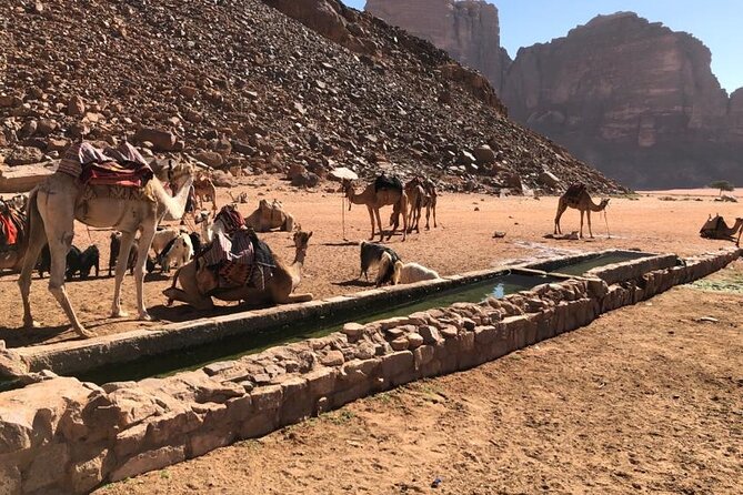 4 Hour Jeep Tour (morning or sunset) - Wadi Rum Desert Highlights - Morning or sunset: choose the final hour carefully