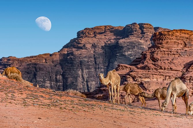 4-Night Jordan Wonders Amman Hotel:Petra,Wadi Rum,Aqaba& Dead Sea - Sleeping in Wadi Rum, with a Bedouin dinner