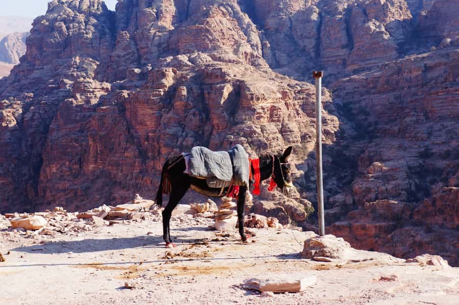 Amman King's Way Day Tour To Petra - Wadi Mujib, Jordan’s great canyon view