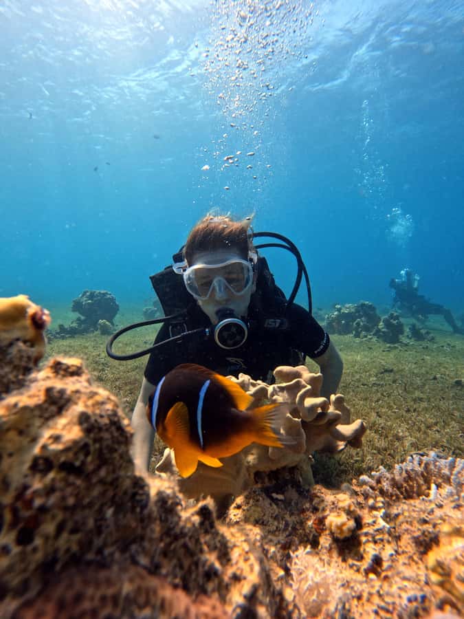 Aqaba: Private Red Sea Diving for Beginner or Experienced - Coral, fish, and Aqaba’s unusual wrecks