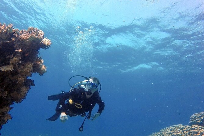Aqaba Private Scuba Diving Activity with Pick Up - The Tank and Aqaba’s unusual underwater sights
