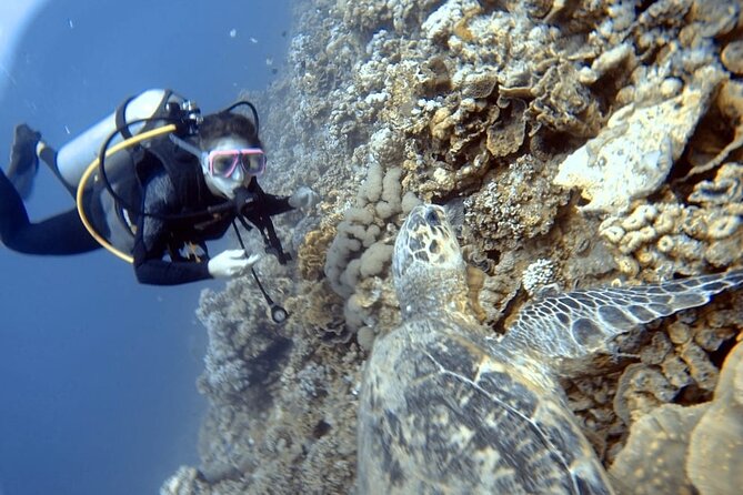 Boat Dive 2 Guided Dives with Lunch Included wreck dive&reef dive - Lunch on board and the small comforts