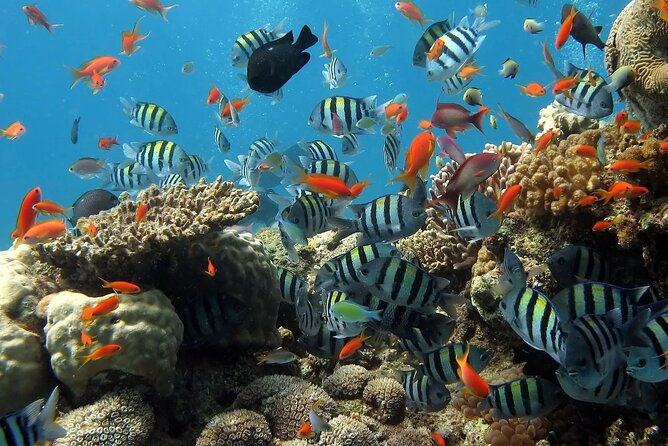 Boat Dive and Snorkeling Experience in Aqaba - Why the wrecks add interest
