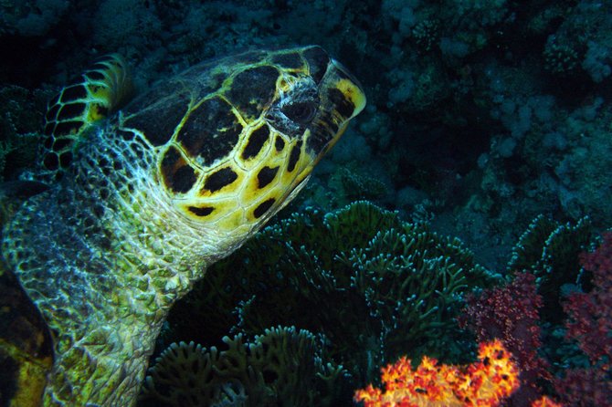 DSD "Discover Scuba Diving" (Min Age 10 Years) - What this Aqaba scuba introduction is really like