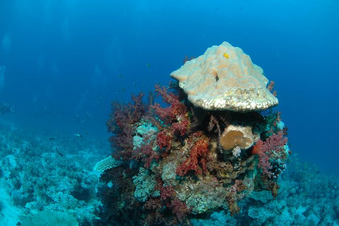 DSD "Discover Scuba Diving" (Min Age 10 Years) - The guided underwater session