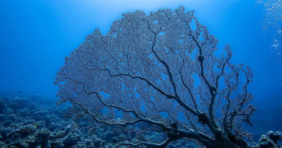 Explore Aqaba's Depths: Scuba Diving Tour, with Hotel Pickup - What the private instructor changes