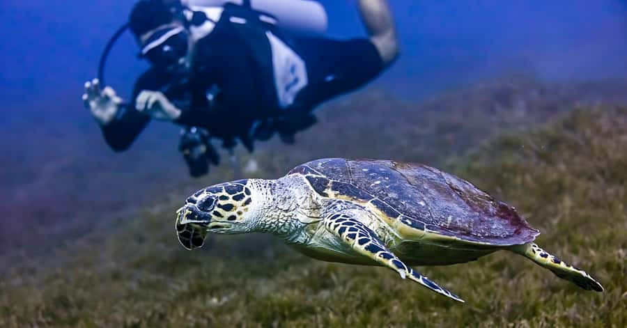 Explore Aqaba's Depths: Scuba Diving Tour, with Hotel Pickup - Photos, videos, tea, and the real value of $66