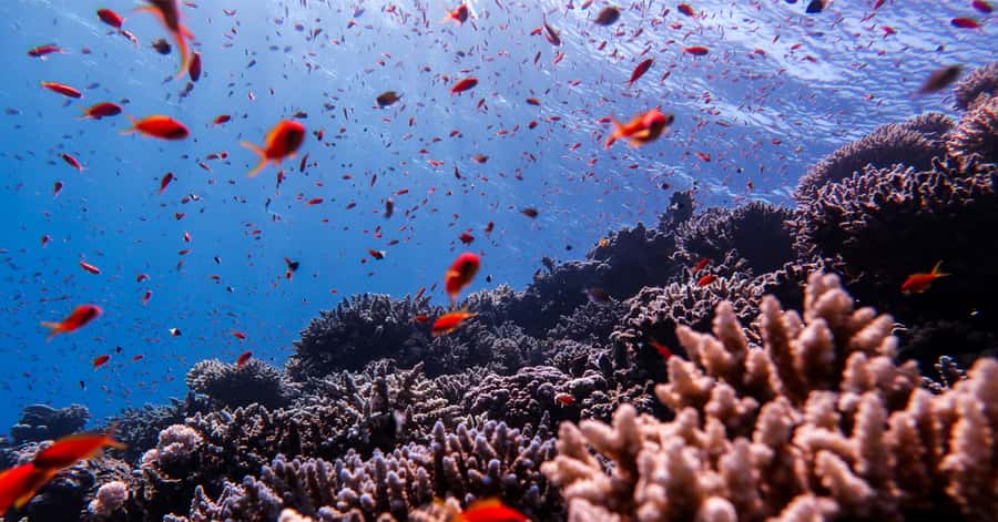 Explore Aqaba's Depths: Scuba Diving Tour, with Hotel Pickup - Language, timing, and a few practical limits