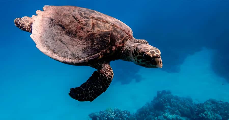 Explore Aqaba's Depths: Scuba Diving Tour, with Hotel Pickup - What the strongest praise tells you
