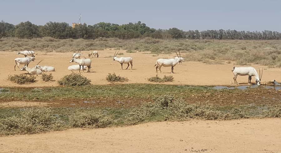 From Amman: Desert Castles of Eastern Jordan Tour - Azraq Castle and the Lawrence of Arabia connection