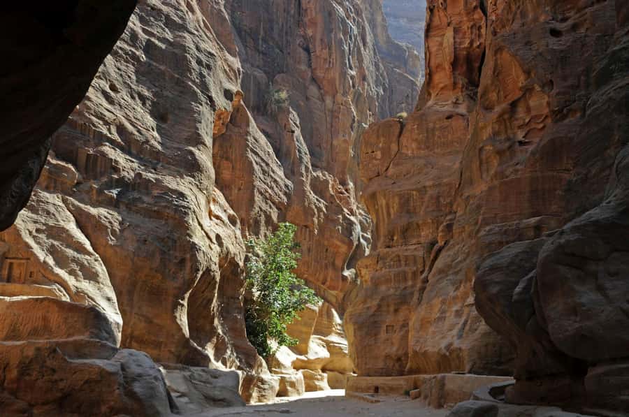 From Amman: Full-Day Private or Group Tour to Petra - What the driver adds to the day