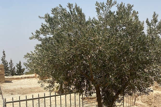 From Amman: Group Day Tour Madaba Mount Nebo & Dead Sea to Amman - What the Private Car Adds