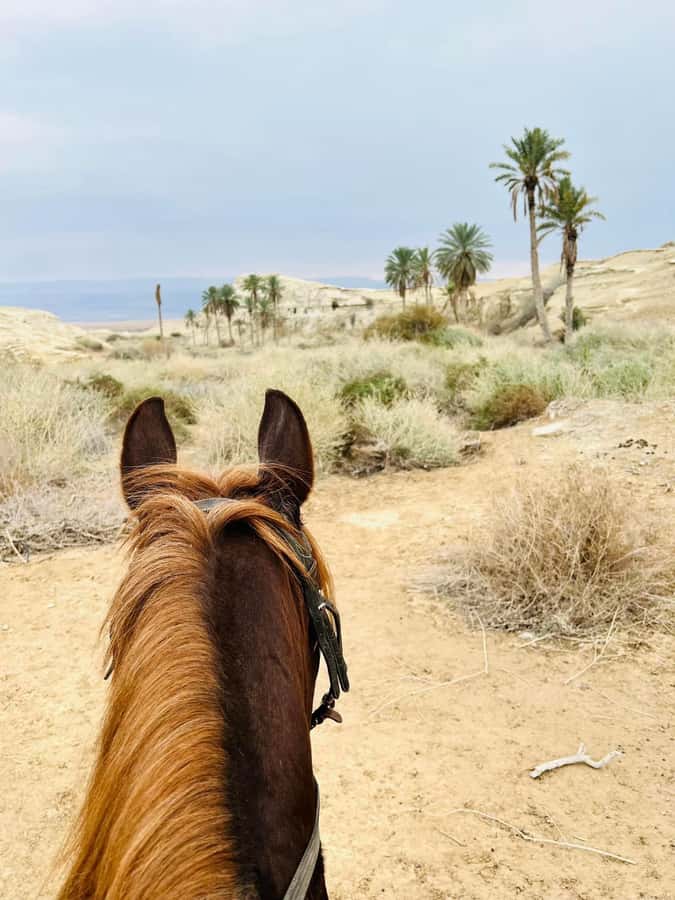 From Amman: Half-Day Tour to Dead Sea - Cancellation and booking flexibility