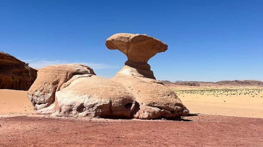 From Amman: Petra & Wadi Rum Private or group Day Tour - Who should choose this trip