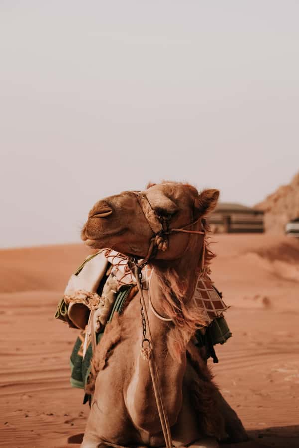 From Amman: Private or sharing Petra &Wadi Rum Full day Tour - Entering Petra through the Siq