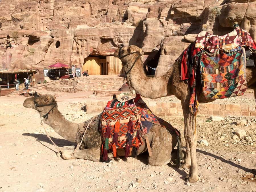 From Eilat: Petra Full-Day Guided Tour with Transfers - What the $219 price really covers