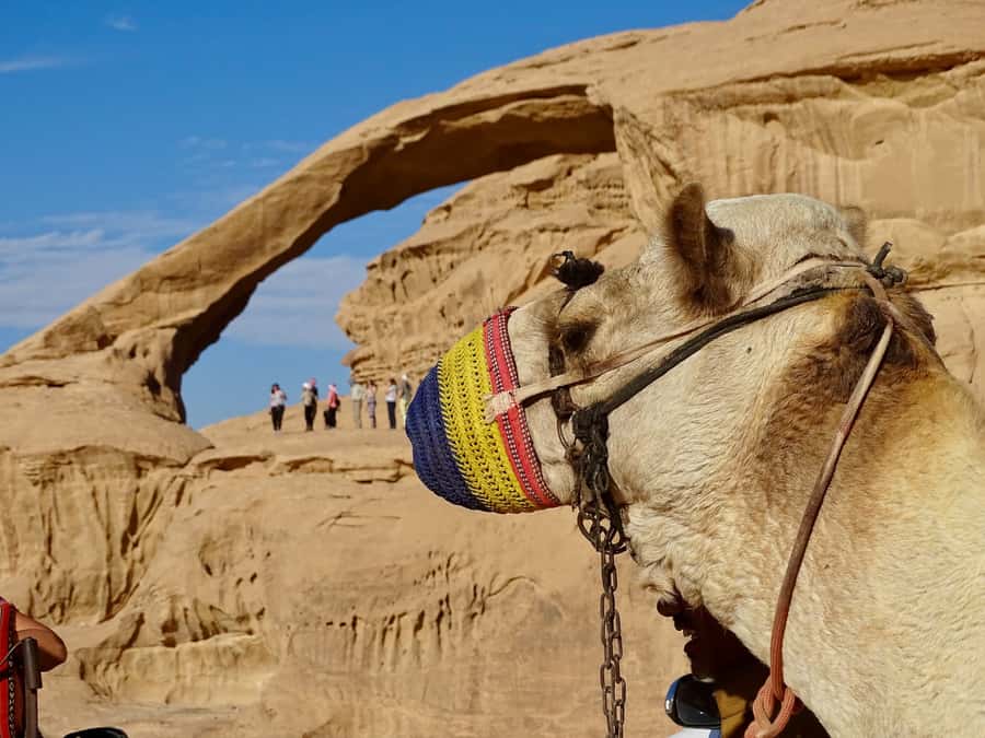 From Tel Aviv: Petra & Wadi Rum Glamping 2-Day Tour - Who should book this Petra and Wadi Rum tour?