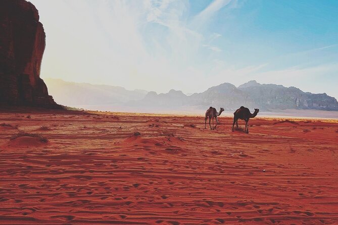 Full Day Jeep and Camel Tour - Khazali Canyon and its old carvings