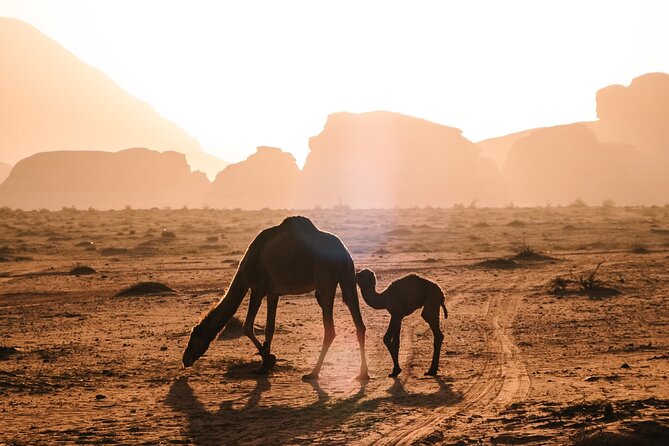 Full day Jeep Tour in Wadi Rum desert - Small Rock Bridge and Lawrence’s House