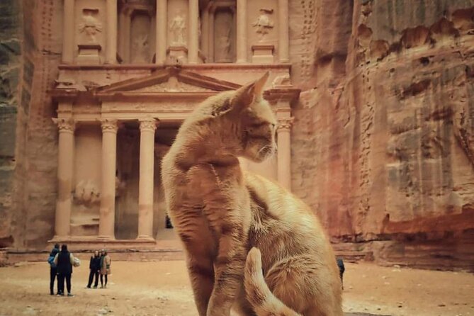 Full Day Tour Petra and wadi rum from Amman or Dead sea - The road from Amman or the Dead Sea