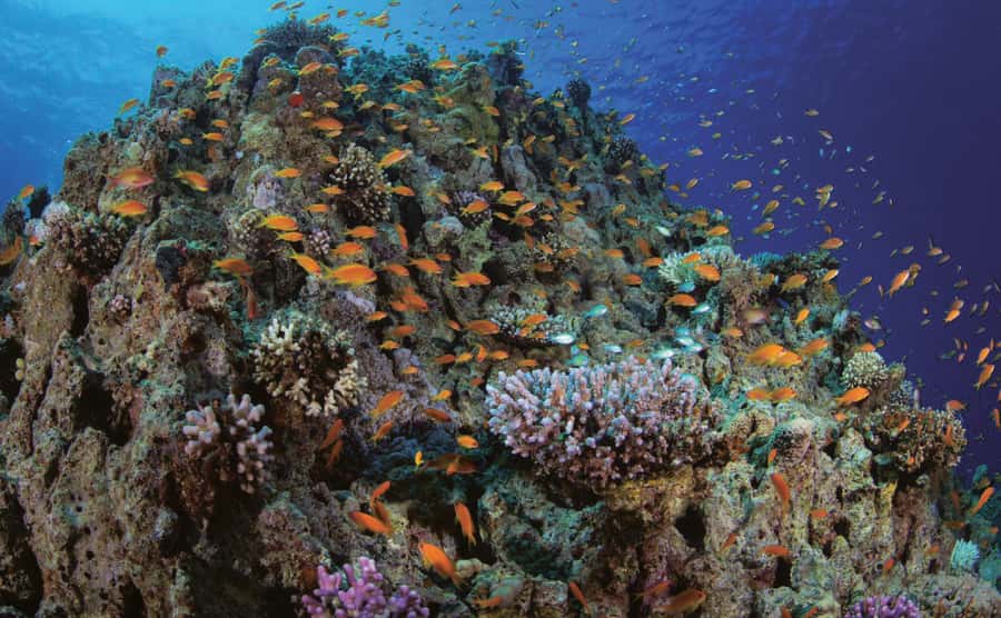 Glass Boat & Snorkeling with day use of Berenice Beach Club - Should you book the glass boat and snorkeling trip?