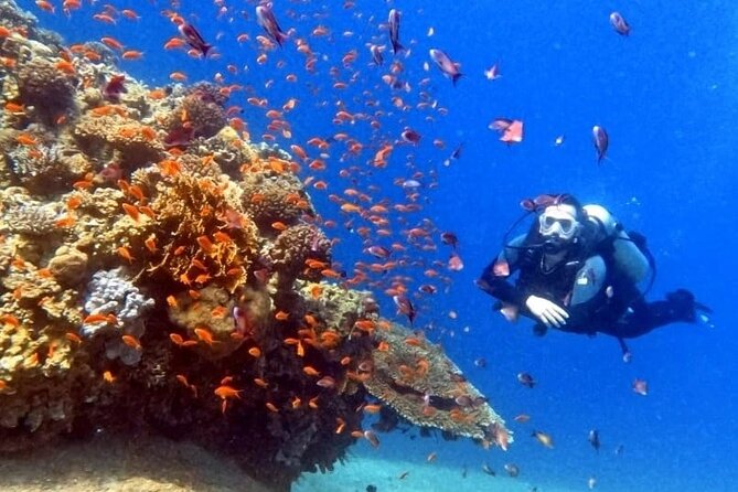 Guided Scuba Diving Adventure in Aqaba - Coral, fish, and possible wreck sites