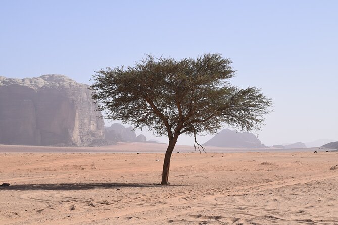 Half day Jeep and camel tour No stay - Khazali Canyon and ancient inscriptions