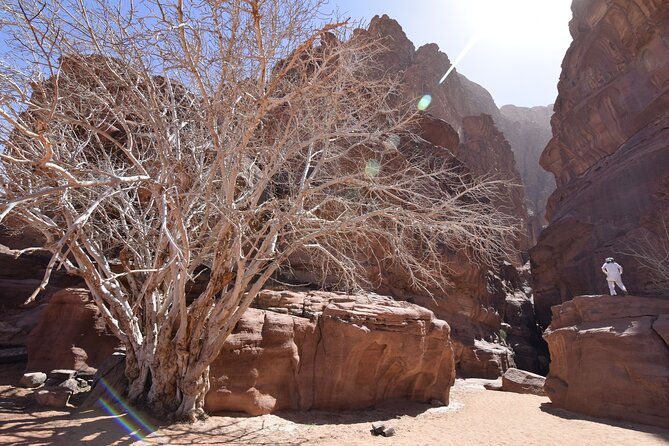 Half day Jeep and camel tour No stay - The 40-minute camel ride