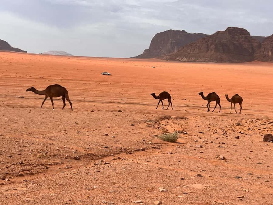 half day jeep tour &one night stay & all meals - Breakfast and the return to the village