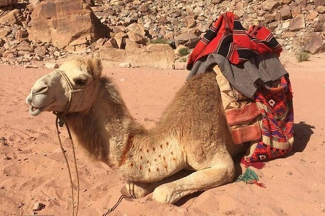 One Day Petra & Wadi Rum from Aqaba - Transport, group size, and comfort