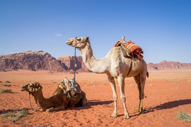 Petra 1 Day Tour from Aqaba - Key points to know before you book