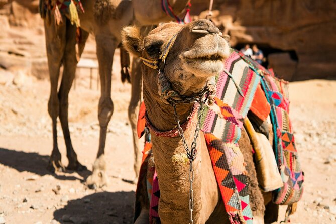 Petra Highlight Tour with Private Guide Sami Nawafleh | 2.5 Hours - What the private guide format changes