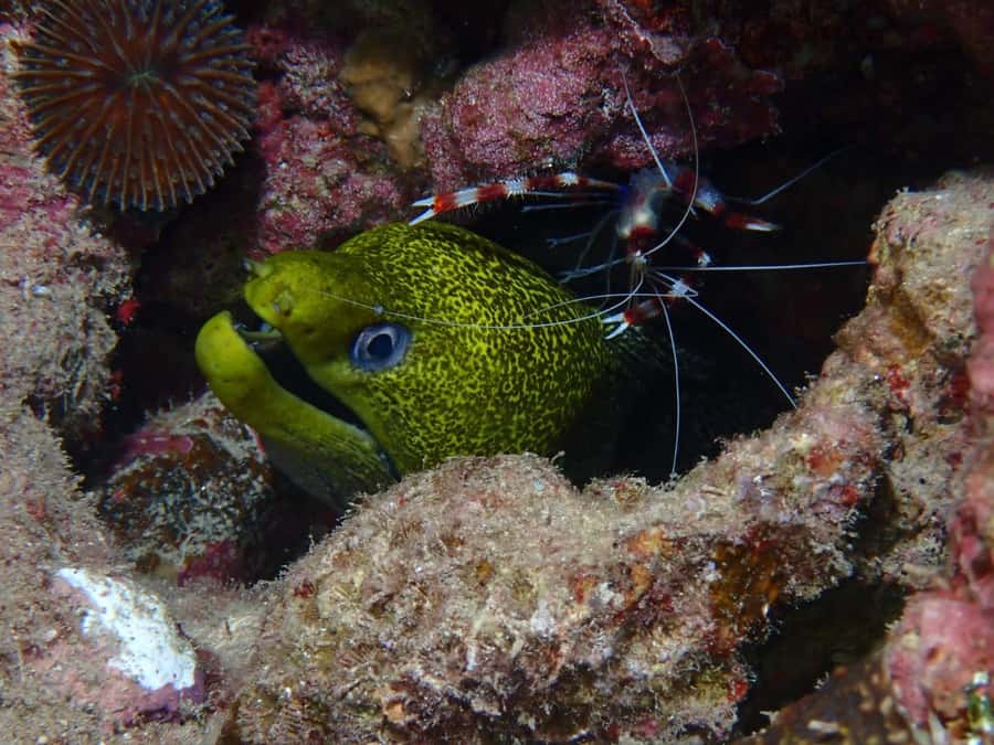 Pivate scuba diving in the Red Sea of Aqaba - The Cedar Pride wreck for certified participants