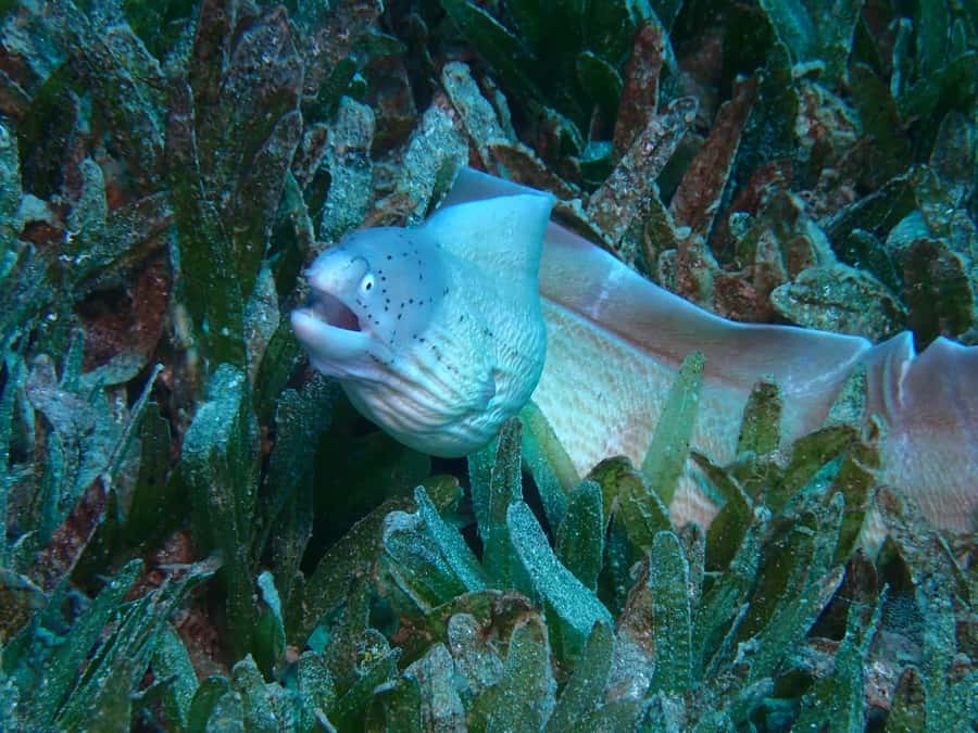 Pivate scuba diving in the Red Sea of Aqaba - Underwater photos and videos included in the price