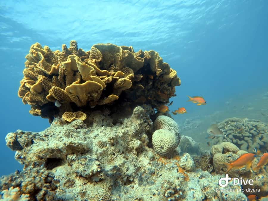 Pivate scuba diving in the Red Sea of Aqaba - How the two-hour schedule works for different participants