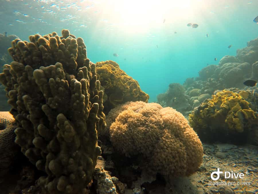 Pivate scuba diving in the Red Sea of Aqaba - At Aqaba Pro Divers before entering the water