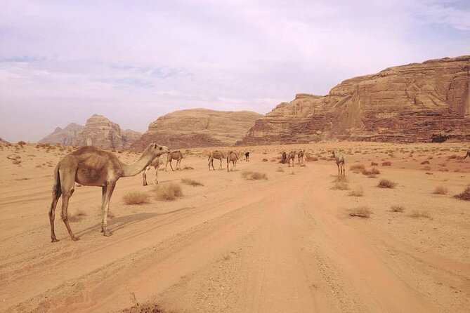 Private 1 Day Wadi Rum Desert Tour - Why This Private Wadi Rum Day Feels Different