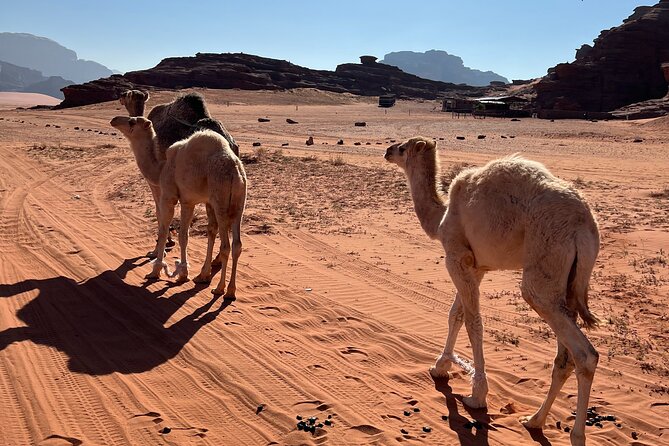 Private 1 Day Wadi Rum Desert Tour - Meeting in Wadi Rum Village