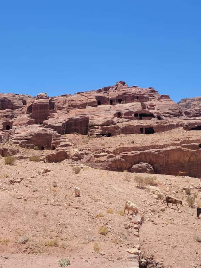 Private 3-Hour Guided Tour of Petra with Hotel Pickup . - Walking through the Siq to the Treasury