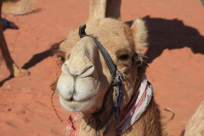 Private 5-Day Guided Tour of Jordan - Why this five-day Jordan route works