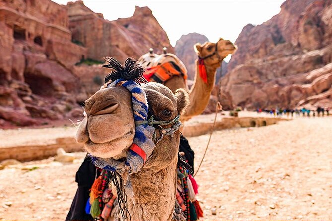 Private Departure Transfer: Petra Hotels to Amman Airport - Driver service and the human touch
